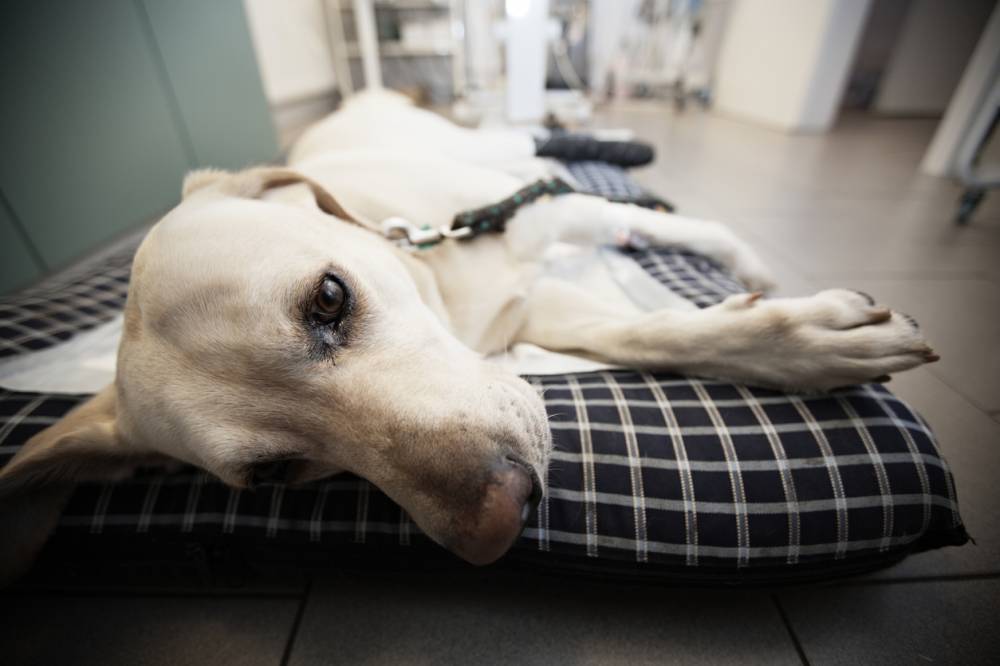 chien chez le vétérinaire